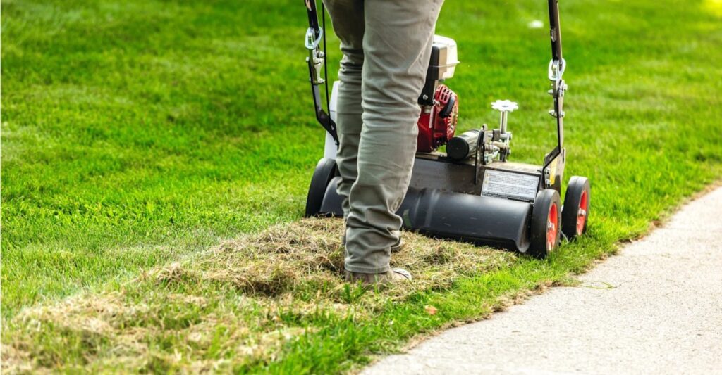 déchaumage de la pelouse